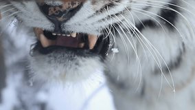 4k120 fps super slow motion video of big male Siberian Amur tiger, panthera tigris altaica in cold winter forest after snowfall , national park Leopard Land, 4k 120 fps slow motion raw video