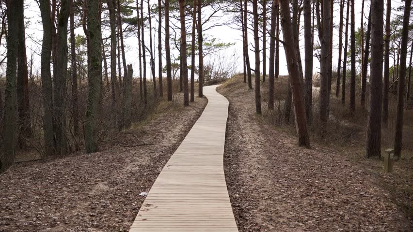 An empty pathway in the middle of the dense forest surrounded by mossy trees