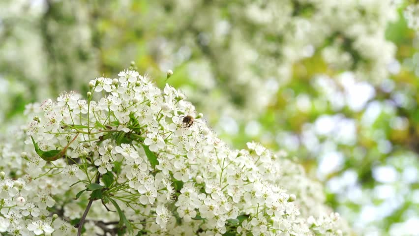 Flowering branches of spirea or hawthorn sway in the spring wind. Close up view of a blossoming tree and a bee pollinating white flowers. Royalty-Free Stock Footage #3421810617