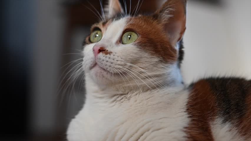Slow motion video of a close-up of three-color calico female cat's face looking attentively around Royalty-Free Stock Footage #3421841539