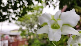 Nature Background,Beautiful Dendrobium orchid flower, Liberty White.