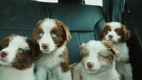 A group of puppies turn their heads and open their mouths in unison. Sitting in the back seat of a car