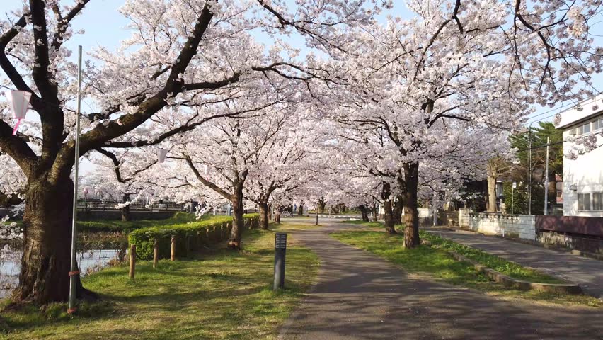 A leisure walk on the country lane under a romantic archway of cherry blossom trees (Sakura Namiki) by the lake on a beautiful spring morning, in Joetsu City, Niigata, Hokuriku Region, Japan