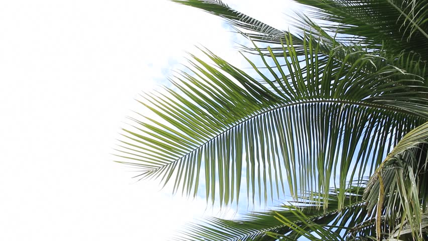 leaves of coconut tree blowing in the wind with cloud and sky. Text Space area