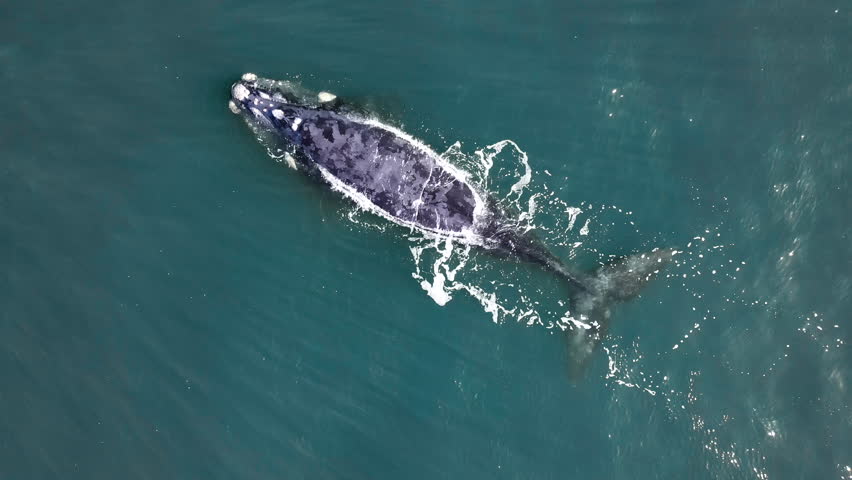 Diagonal aerial view of brindle Southern Right whale logging and spouting Royalty-Free Stock Footage #3422113025