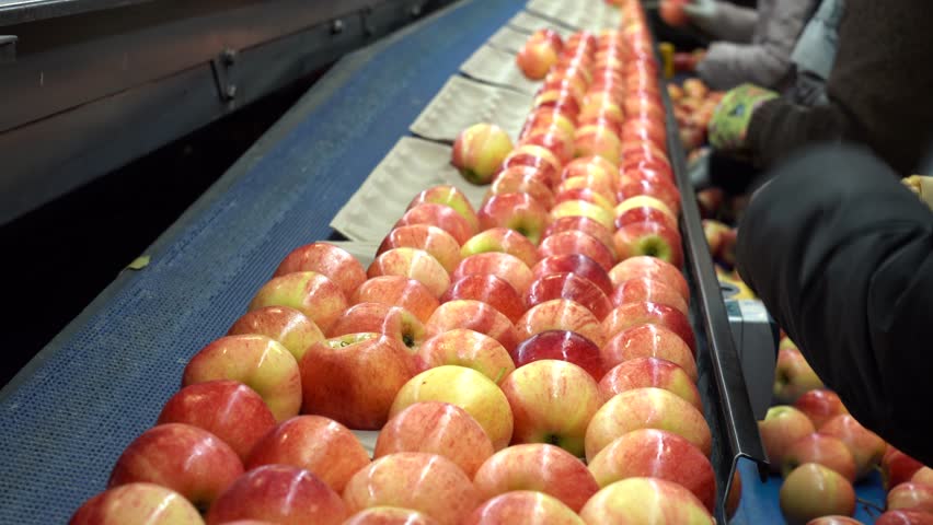 Packing House Workers Packing Fresh, Sorted Apples Prior Distribution to Market. Apples in Consumer Units on Conveyor Belt in Fruit Packing House. Fresh Apples in Environmentally Friendly Packaging.
