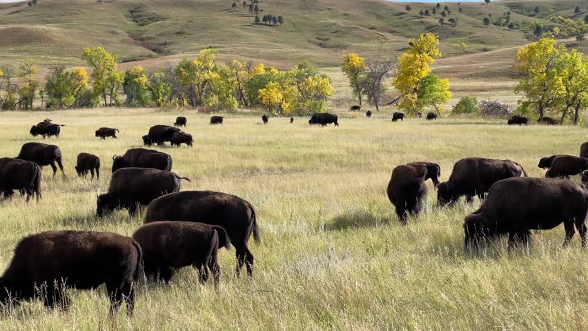 American bison in Custer State Park, South Dakota, USA, slow pan right to left