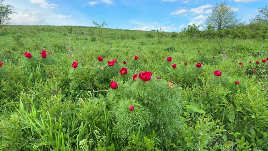 Spring bloom of the red book peony. Red Petals and yellow stamens on green leaves of flowers of Paeonia tenuifolia, a herbaceous species of peony: fern leaf peony.