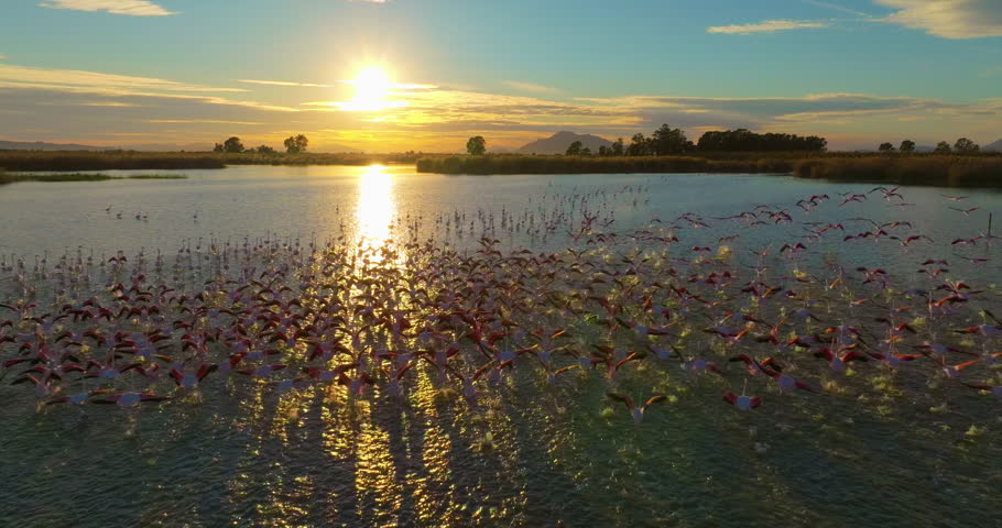 Amazing aerial view of a flock flamingos flying at sunset