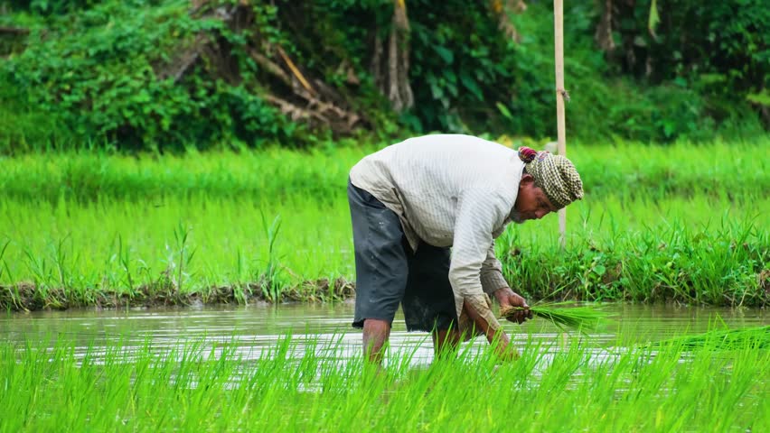 Man planting patty at rice farm with feet in water in Bangladesh  Royalty-Free Stock Footage #3422363943