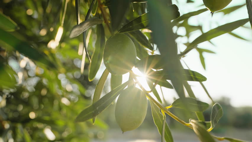 Olives on branch closeup growing on an olive tree in Mediterranean in Greece in summer gently swinging in wind slow motion in an agricultural garden.Olive oil. Cinematic view. Healthy eating concept
