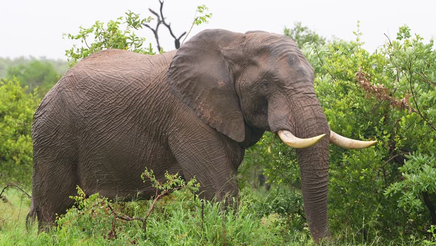 African Elephant Eating Lush Vegetation In Rain, Medium Shot