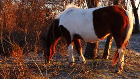 Watch as a beautiful brown and white horse peacefully grazes in a scenic field.