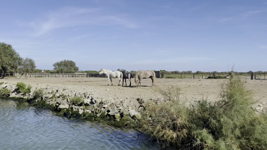 White horses stand in a paddock by a river Royalty-Free Stock Footage #3422415727