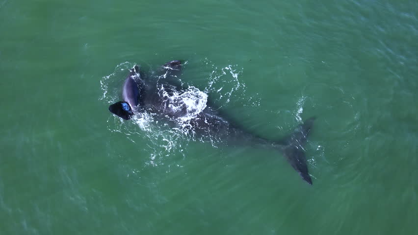 Energetic newborn southern right whale calf swims over mom logging on her back with flippers up at ocean surface, aerial top-down view, Hermanus Royalty-Free Stock Footage #3422455551