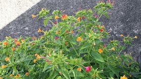 Mirabilis Jalapa flowers or Diego de la noche, have a special perfume when they open their multicolored petals at night, so that nocturnal insects can pollinate them, beautiful gardening video clips 