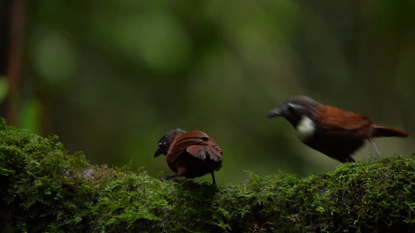 two White-bibbed Babbler birds are looking for food on a mossy tree
