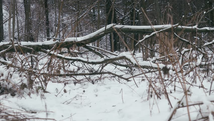 Beautiful slow motion shot of an Australian Shepherd jumping over a fallen tree in winter.