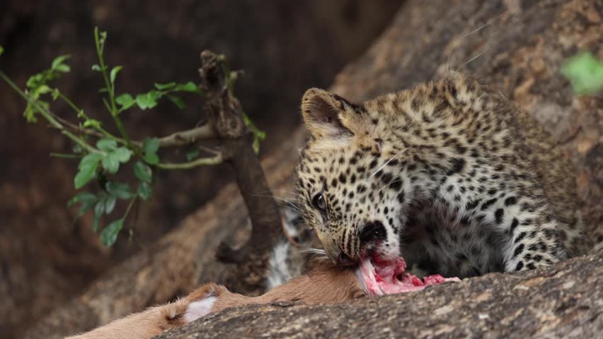 Small Leopard Cub Feeding on Fresh Impala Carcass In Tree, Close Up