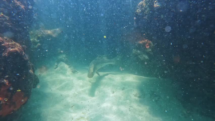 A snook fish swimming among the rock and coral reef in Red Reef Park in Boca Raton, Florida on a sunny day. Royalty-Free Stock Footage #3422545565