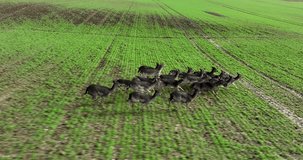 A flock of deer runs across the field. Cinematic drone flight