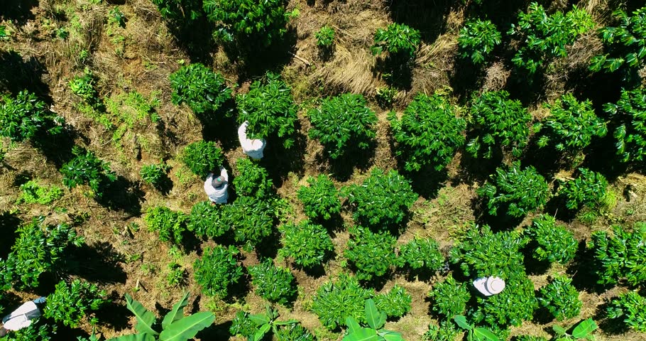 Overhead view of coffee farmers harvesting in a Colombian coffee farm.
