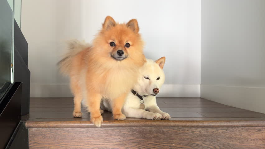 Perky cheerful little Pomeranian dog wagging its tail, lowering ears while rushing down, Shiba Inu in collar peacefully lying, looking seriously, observing. High quality 4k footage Royalty-Free Stock Footage #3422623577