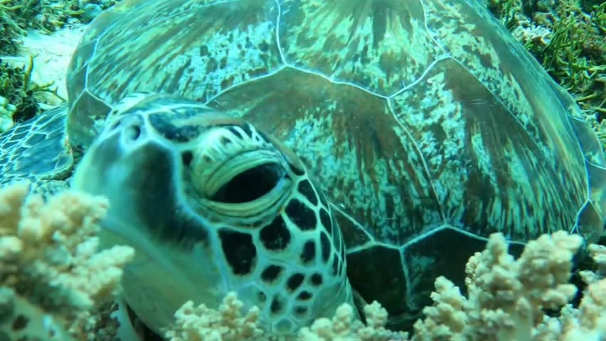 Turtles are scaly reptiles known for their characteristic protective shells. They have the ability to breathe through the nose, skin, or cloaca. Royalty-Free Stock Footage #3422641727