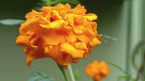 Boiling marigold flower video - Marigold Flowers, Leaves  Identification