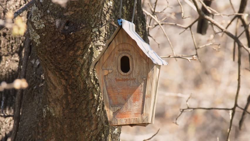 Female Eastern Bluebird taking out unwanted nesting material from a birdhouse, with a male coming to inspect and a Wren chasing the male off at the end