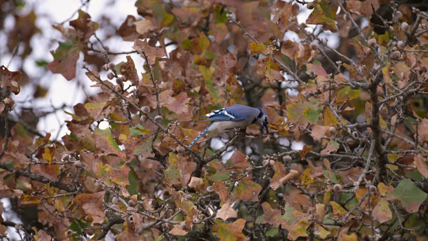 Blue Jay sitting in an oak tree in late fall, pecking hard on an acorn until it falls off, then looks around and flies upwards