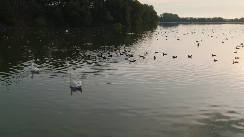 Beautiful swans and ducks swim in perfect calm sea lake at sunset. Cleaning feathers and pecks diving birds silhouettes in shimmering water golden hour