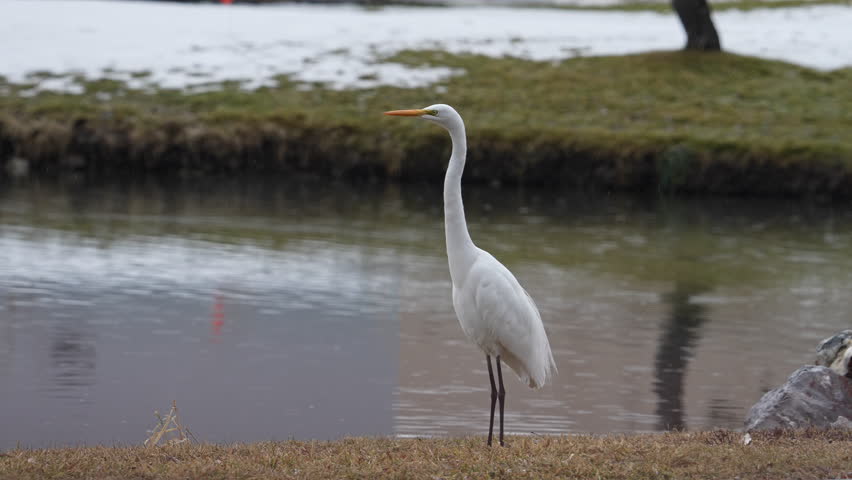 Great Egret taking flight over pond flying in slow motion past no fishing sign.