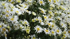 White daisy flower. Royalty high-quality free stock video footage of white daisy flower or Cuc Hoa Mi. Beautiful white daisy flowers with vintage style background, copy space for text and design 