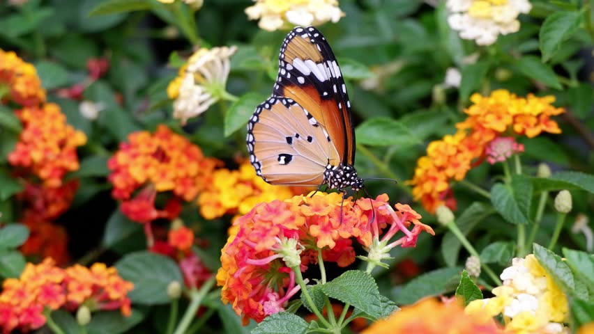 Butterfly flutters over colorful lantana flowers.