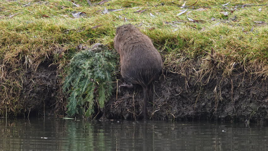 Mustrat with mouth full of grass swimming away through pond.