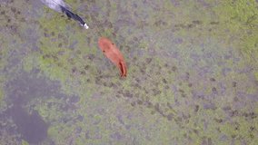 Captured from above by a drone, this footage showcases two horses, one dark and one chestnut-colored, as they wade leisurely through the shallow waters of a marshy area. The intricate patterns of the