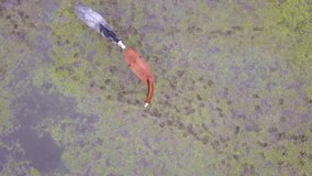 Captured from above by a drone, this footage showcases two horses, one dark and one chestnut-colored, as they wade leisurely through the shallow waters of a marshy area. The intricate patterns of the - Powered by Shutterstock - Get 15% off with code: PIKWIZARD15