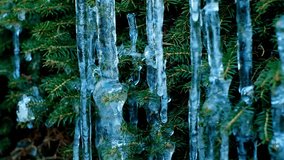 Frosty weather. Icicles on pine needles.Thaw and frost.Icicles close-up in frosty weather.Many icicles on a coniferous tree. 4k footage - Powered by Shutterstock - Get 15% off with code: PIKWIZARD15