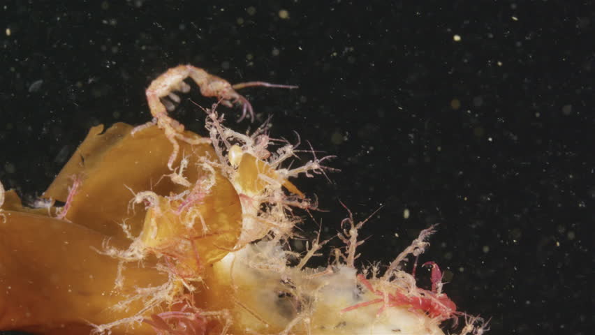 Colony of skeleton shrimps Caprella sp. attached to algae. Order Amphipoda. Omnivorous, feeding on diatoms, detritus, protozoans, and crustacean larvae. White sea Royalty-Free Stock Footage #3422823207