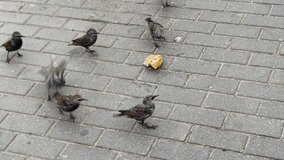 High angle handheld shot of black birds feeding bread on cobbled street in city 