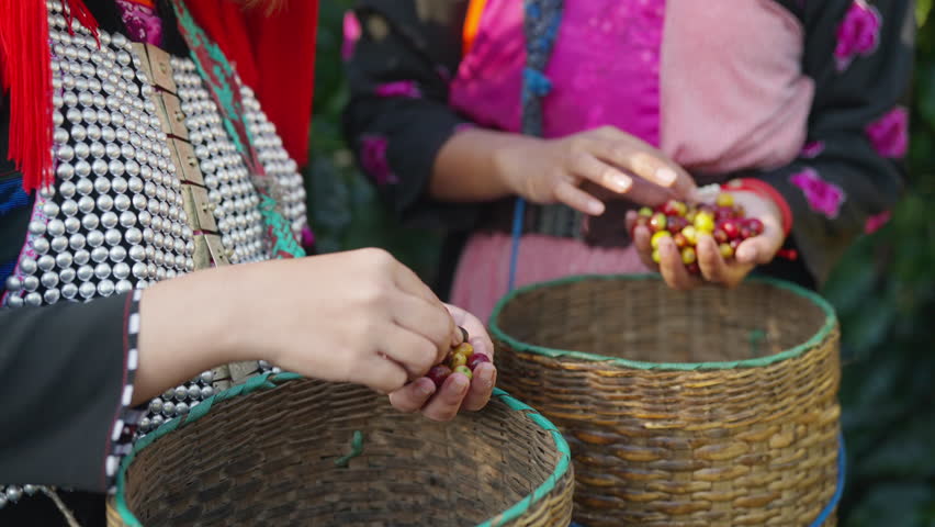 Asian woman farmer picking red cherry coffee beans in coffee plantation in Chiang Mai, Thailand. Hill tribes farm worker growing and harvesting organic arabica coffee berries on the mountain