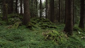forest trees with mossy soil video