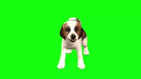 puppy love green screen video or chroma screen 