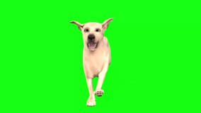 araunning dog labrador green screen animation video