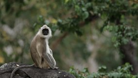 Indian Gray Langur sitting on the stone in the forest