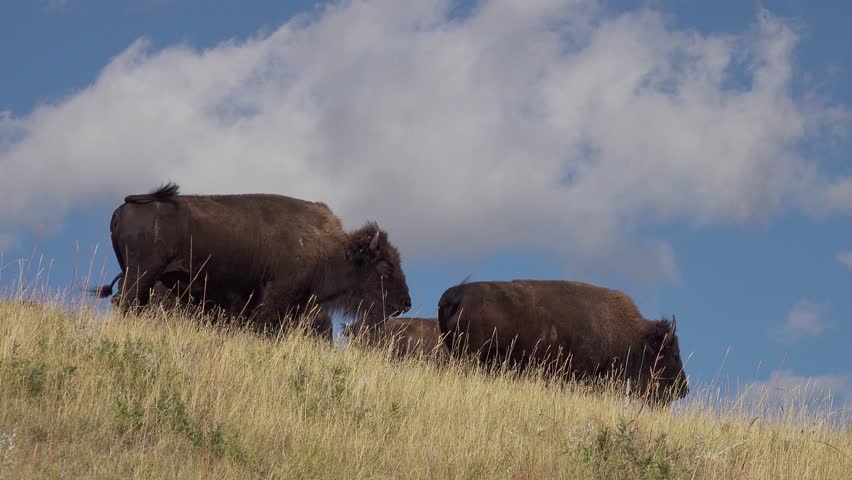 American bison in Custer State Park, South Dakota, USA Royalty-Free Stock Footage #3423057673