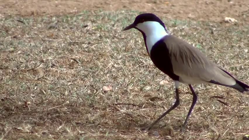 Spur-winged Lapwing (Vanellus spinosus)