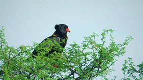 A bateleur eagles in a tree preen its feathers at masai mara national reserve in kenya, africa.