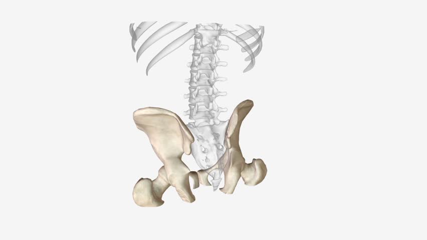 The appendicular skeleton is one of two major bone groups in the body, Royalty-Free Stock Footage #3423133431